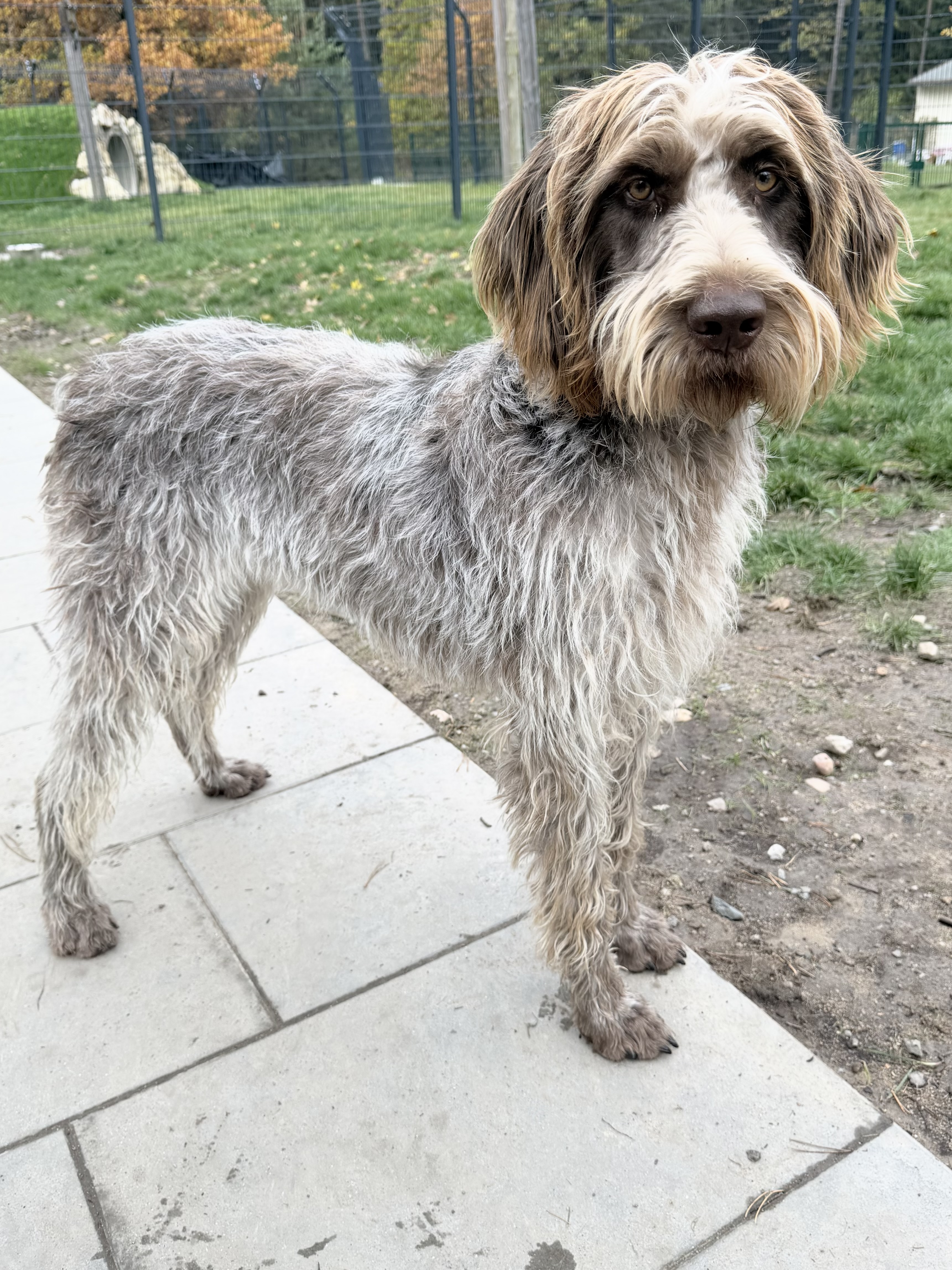 Romina, Deutsch Drahthaar – Tierheim Weiden
