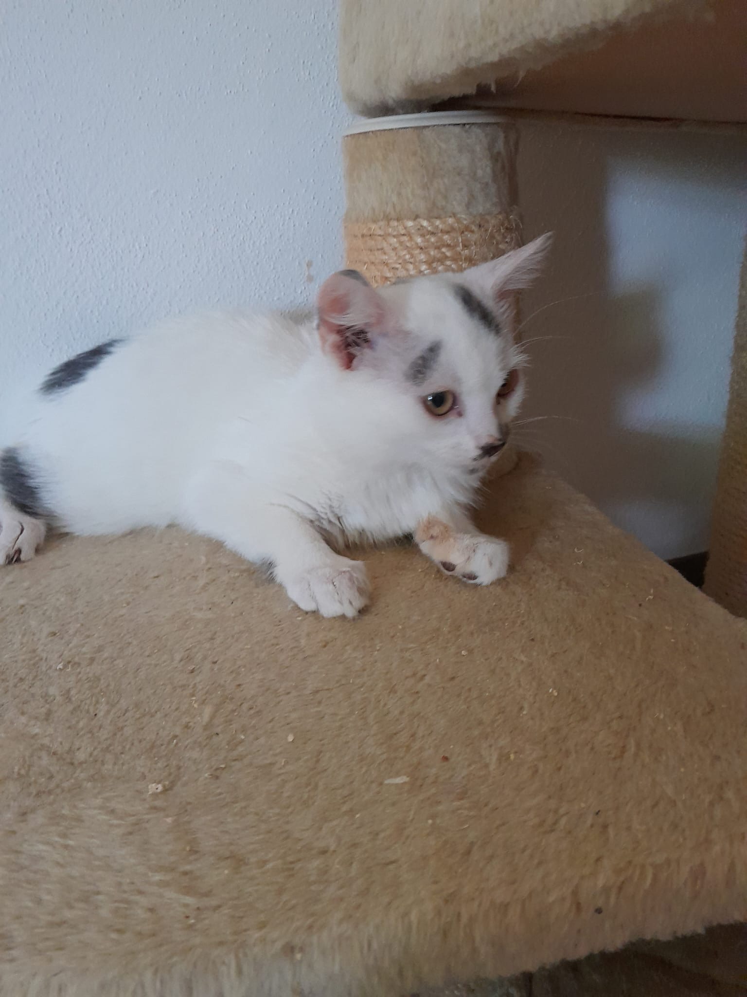Freddy PFS, EKH – Tierheim Weiden